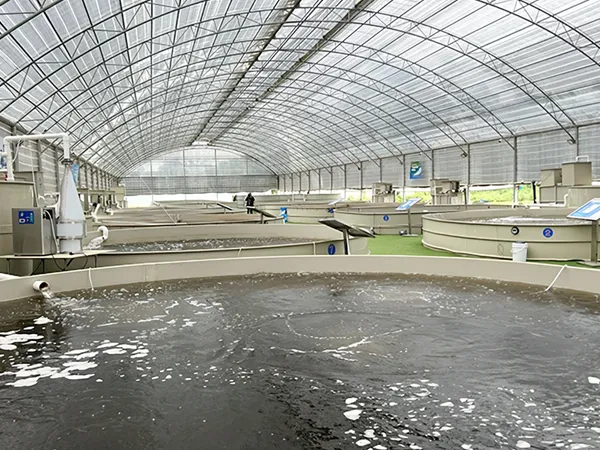 Wedge wire rotary drum screen applied in aquaculture water circulation